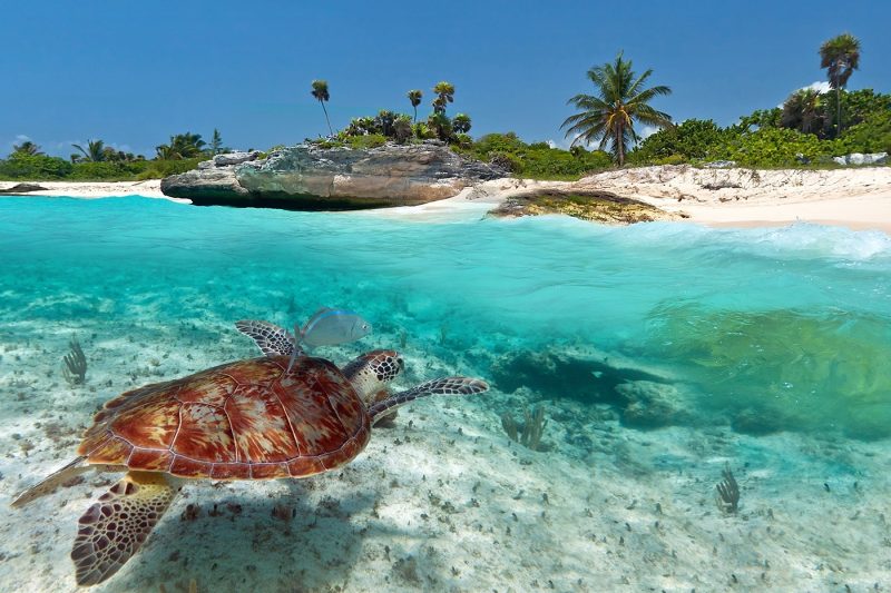 A turtle swimming towards the beach in Mexico