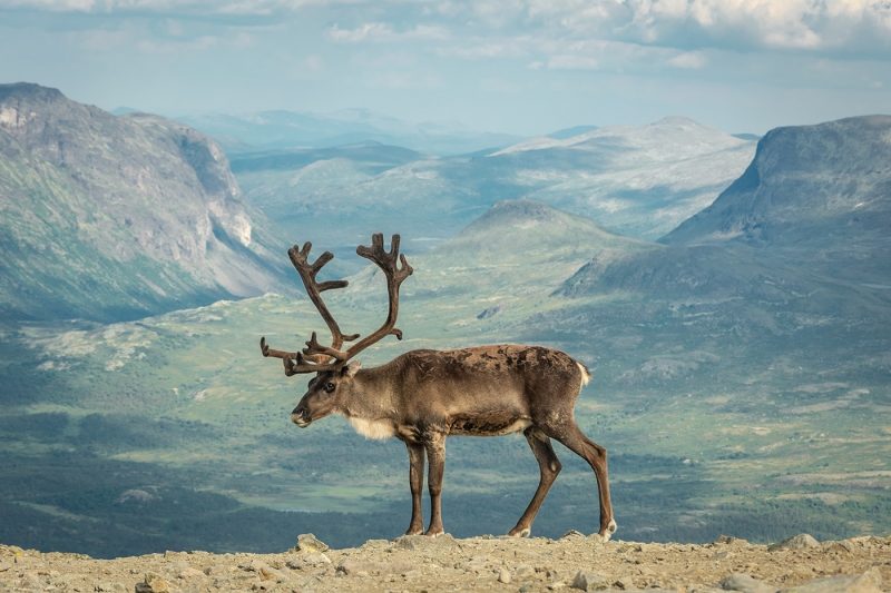 Norway Reindeer