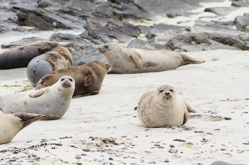 Five seals playing on a beach in Orkney