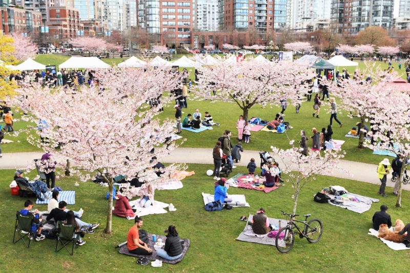 Vancouver Cherry Blossom Festival in Canada