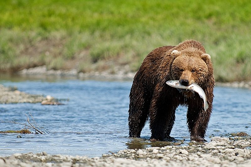 Bear in Alaska