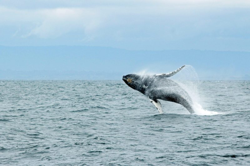 Humpback Whale breaching in the ocean