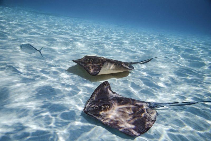 Stingrays in Grand Cayman