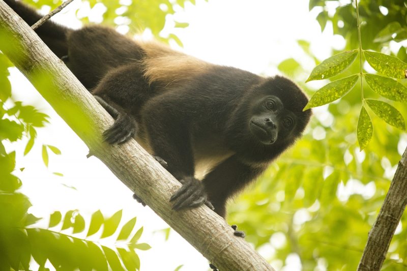 Howler monkey in tree in Panama