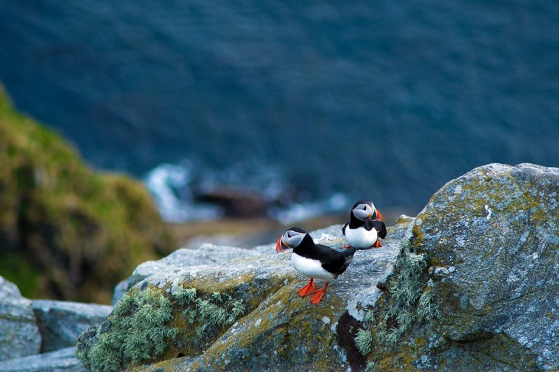 Puffins on Runde, Alesund