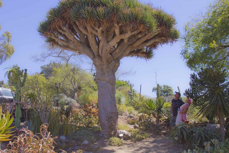 Old World Desert Garden, San Diego Botanic Garden