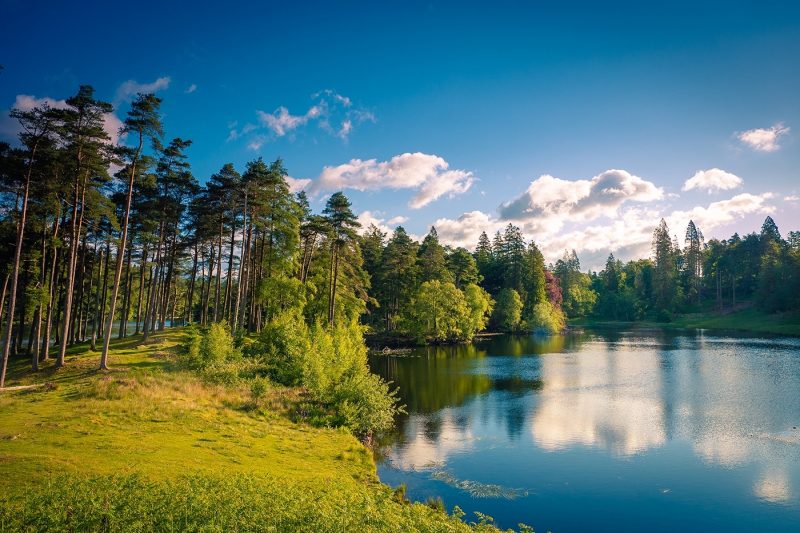 Trees and a lake in the Lake District