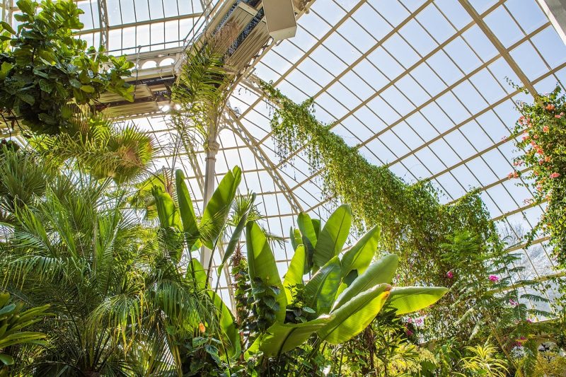 Sefton Park greenhouse