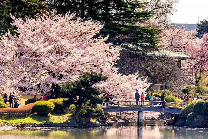 Pink cherry blossom and people standing on a Japanese style bridge in Shinjuku Gyoen National Garden Tokyo