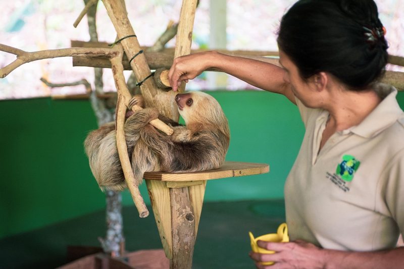 Woman feeding sloth at Gamboa Sloth Sanctuary