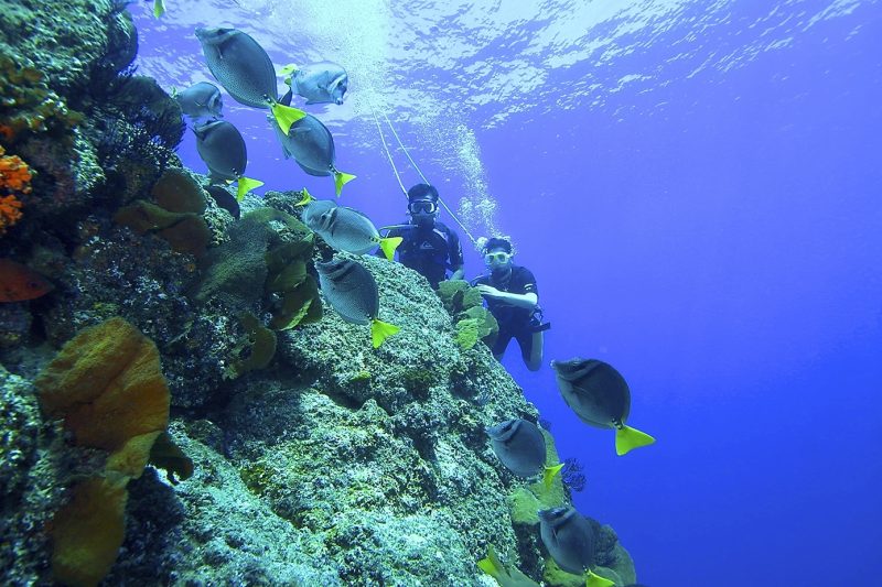 Spotting fish snorkelling in Cabo San Lucas