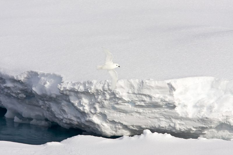 The white snow petrel bird, flying