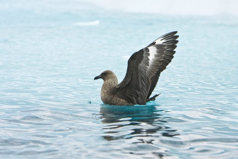 South Polar Skua on the water