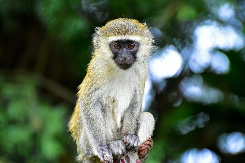 A Vervet monkey