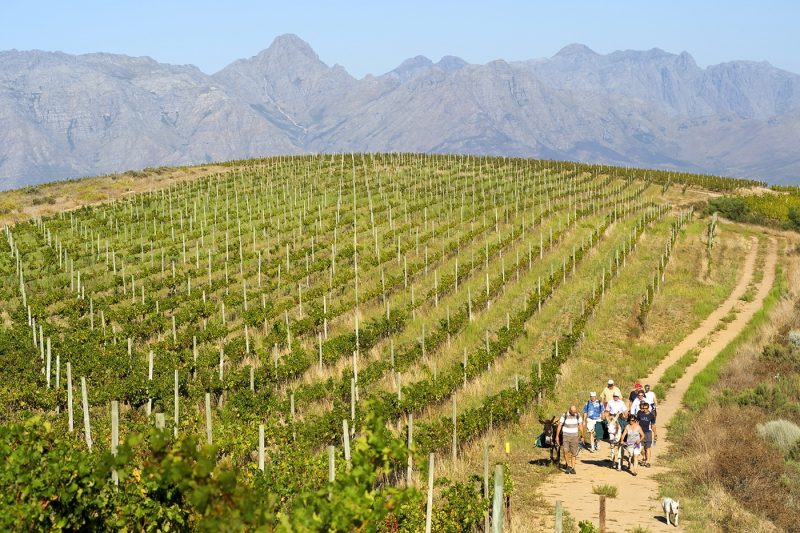 vineyards of Bein and neighbouring wine estates in Stellenbosch