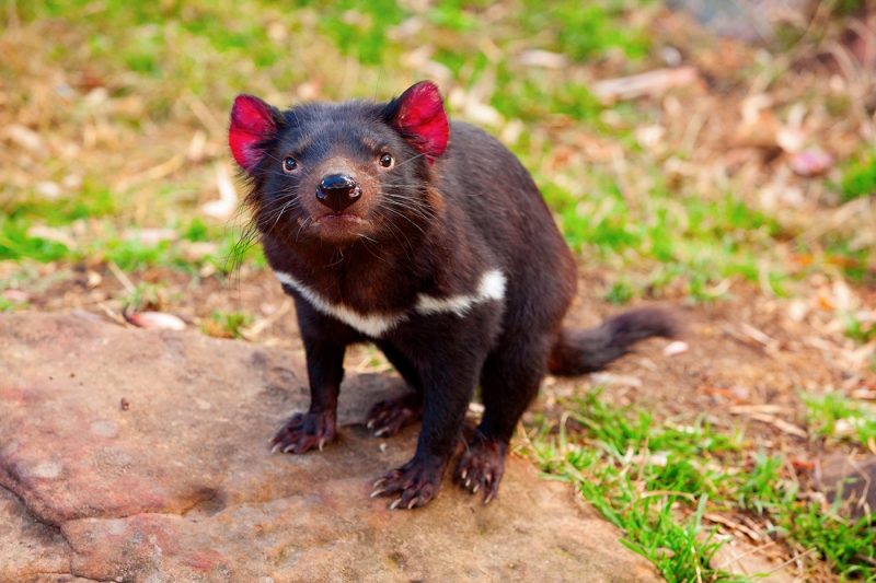 Tasmanian Devil