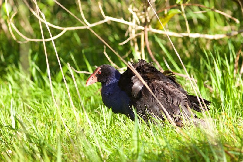 The rare Takahe on Tiritiri Matangi