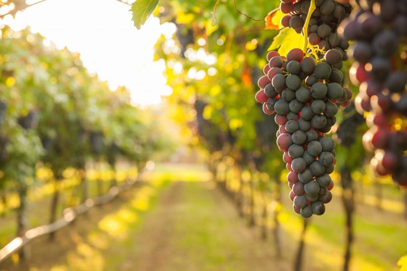 Tuscany Vineyard