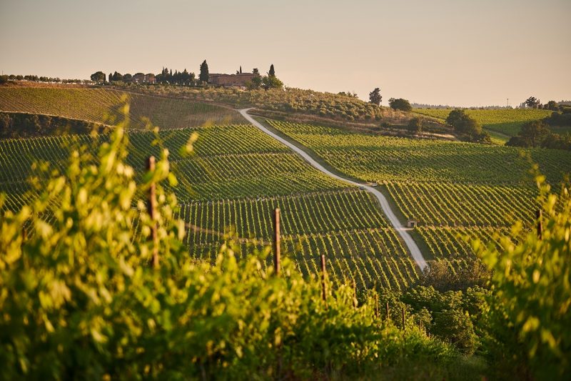 Tuscany Vineyard
