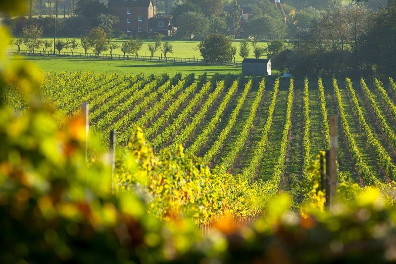 The vineyards at Chapel Down