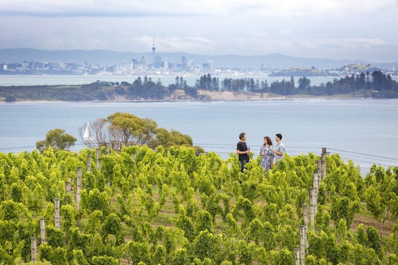 Three people in vineyard on Waiheke Island