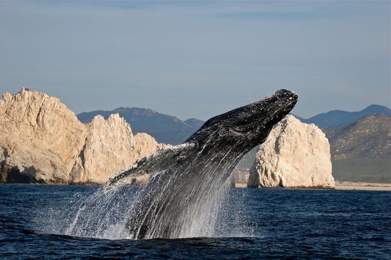 Whale breaching in Cabo San Lucas