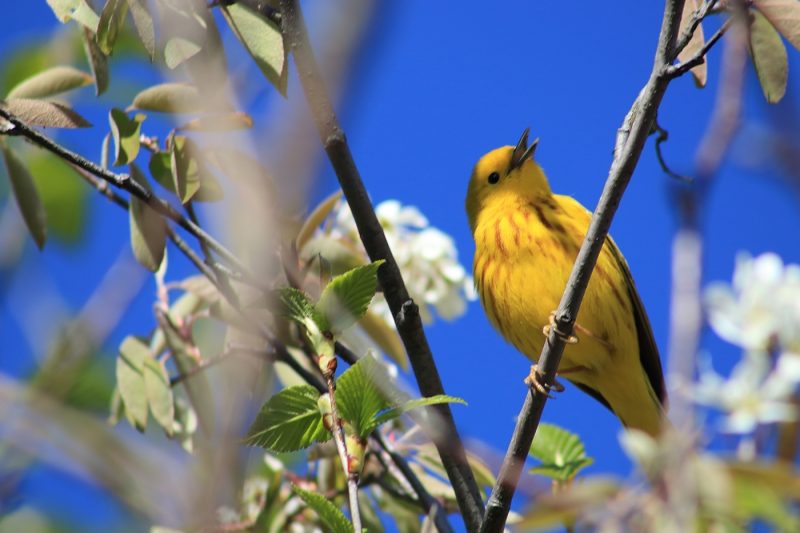 Yellow Rumped Warbler in maple tree