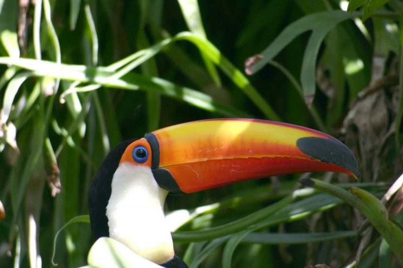 A toucan at San Diego Zoo in california