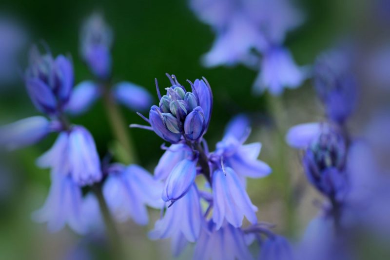 Close up of bluebells in Brooklyn Botanical Garden New York