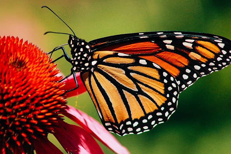 Orange and black Monarch butterfly on a flower