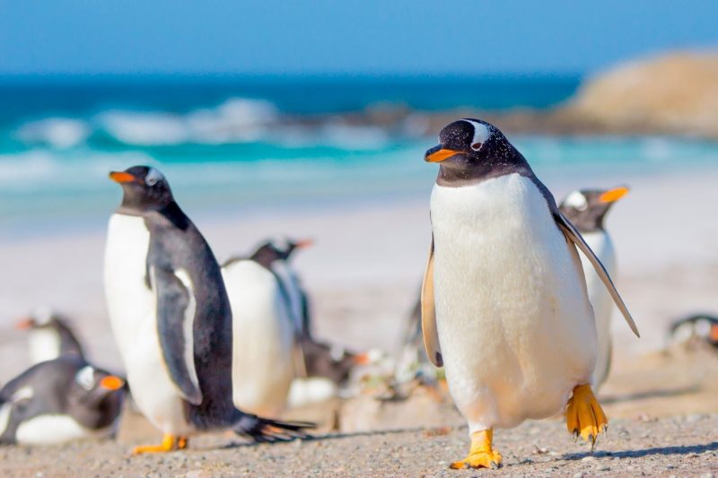 Gentoo penguins on the Falkland Islands