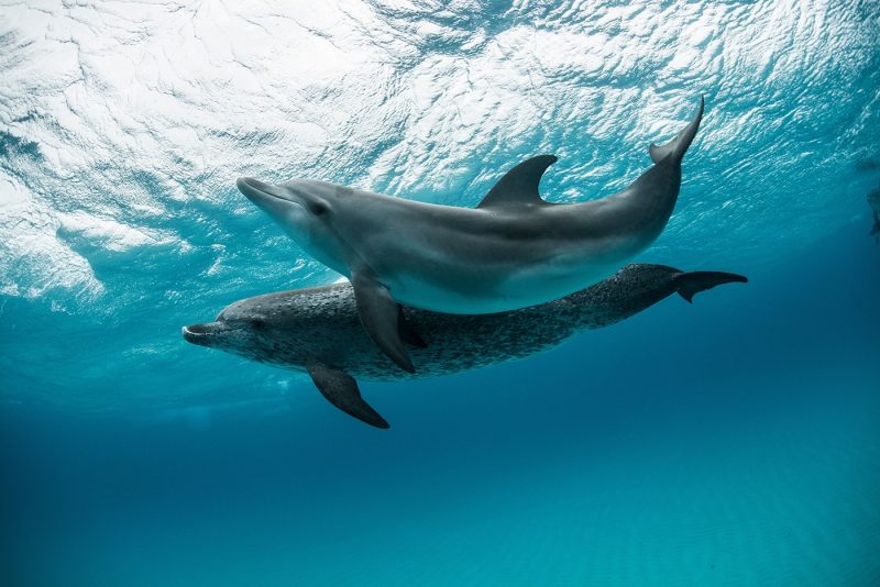 Dolphins in the Bahamas