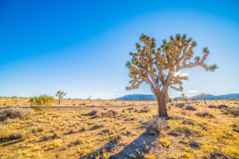 Joshua Tree National Park landscape California