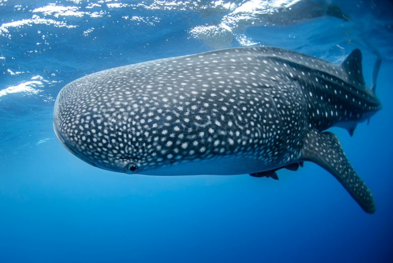 Whale Shark in shallow waters