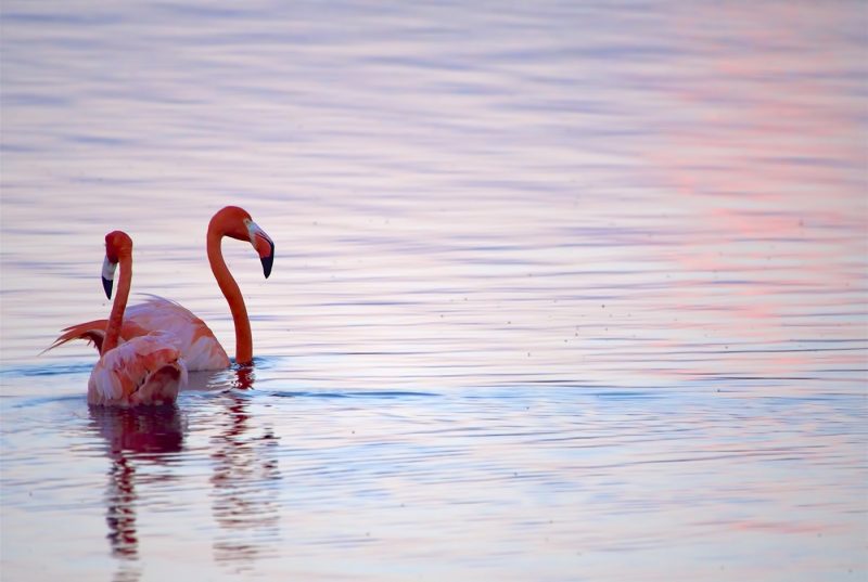 Flamingos in Goto Lake