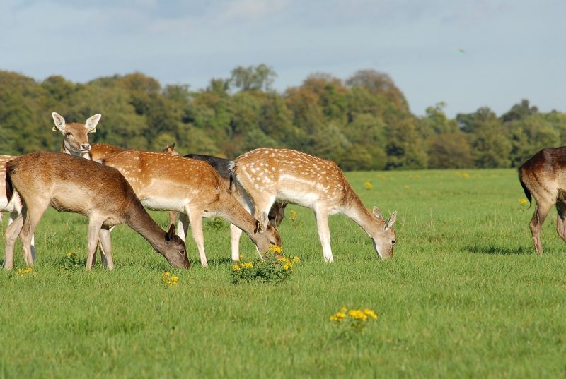 Deer in Phoenix Park