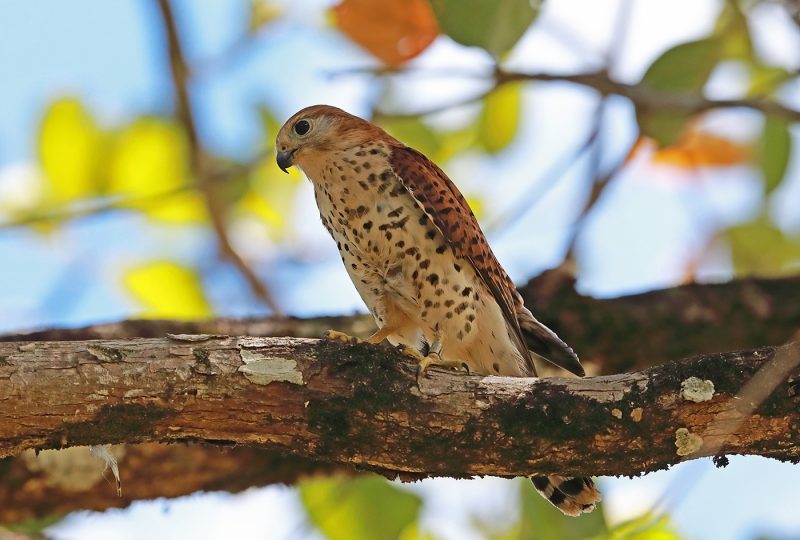 Mauritius Kestrel