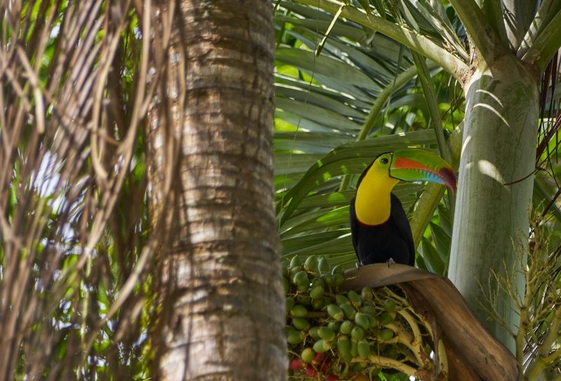 Toucan sat on branch in Soberania National Park