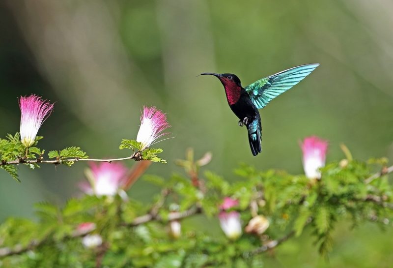 Purple-throated Carib hummingbird, St Lucia