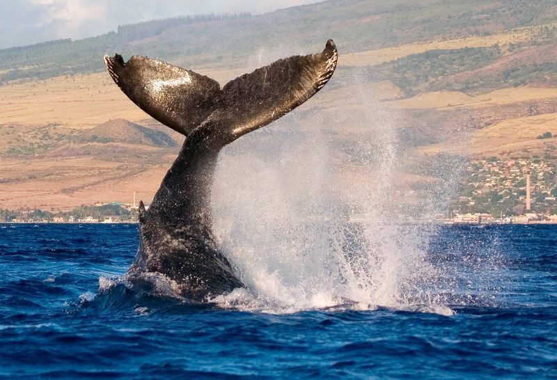 Humpback whale breaching in Maui