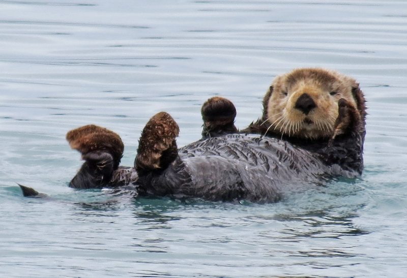 An Alaskan Sea Otter floats on its back in a Fiord