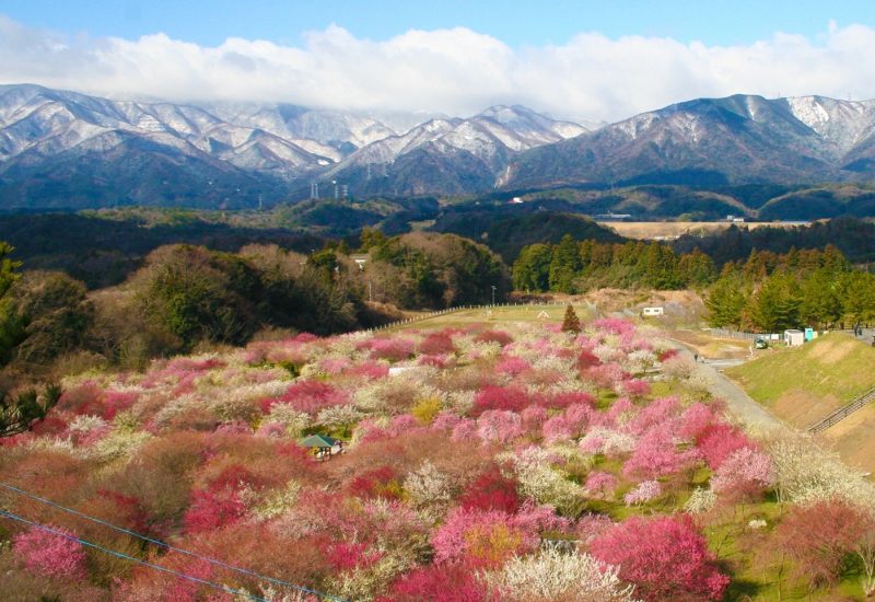 Plum tree blossoms in Inabe with mountains in backgorund