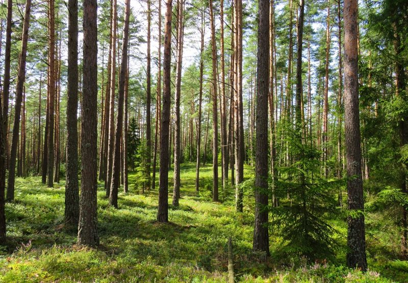 A forest in Scandinavia