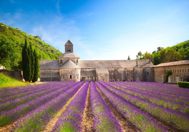 Senanque Abbey with blooming lavender field in Gordes Provence France