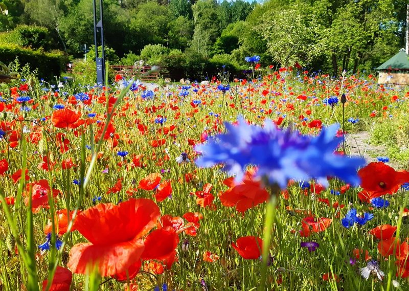Red and blue flower field in Vintervikens Trädgård