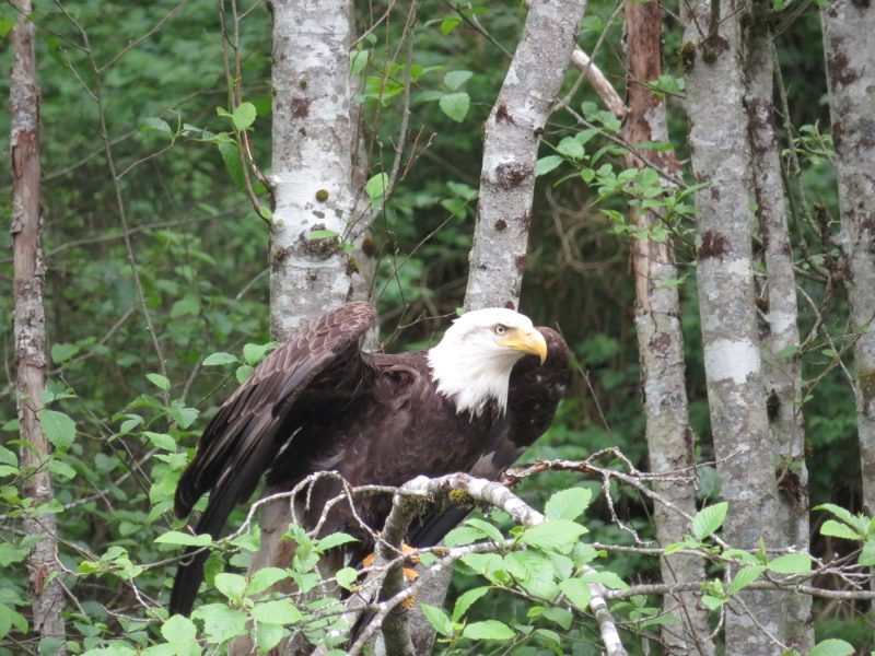 Eagle in Alaska