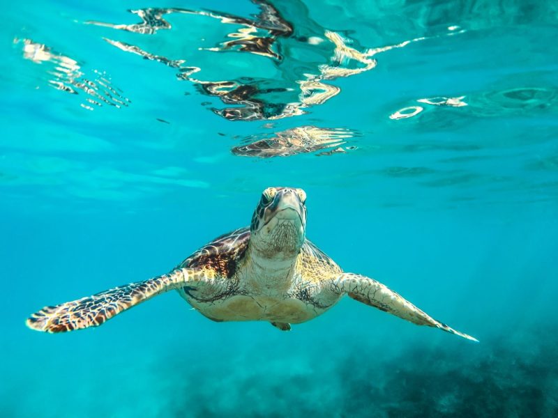 Turtle spotted as part of a dive in Barbados