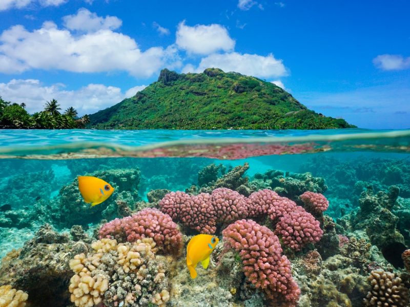 Tropical fish underwater in French Polynesia