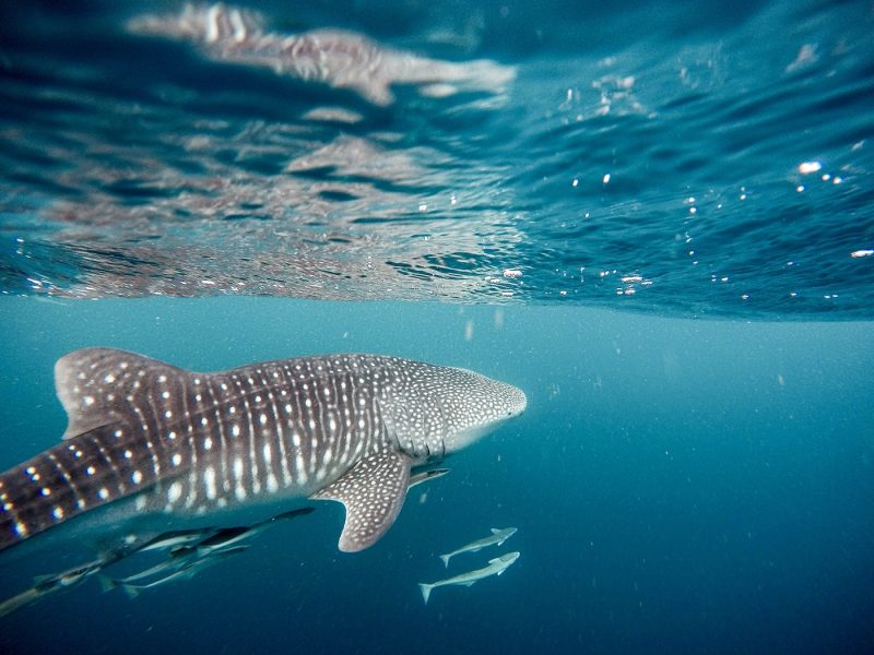 Whale shark in La Paz