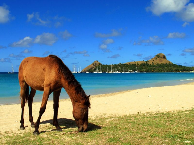 A horse on a sandy beach in St Lucia